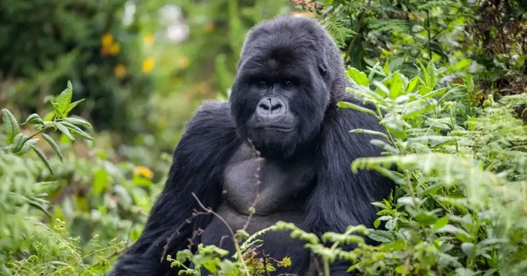 Rwanda Gorilla 