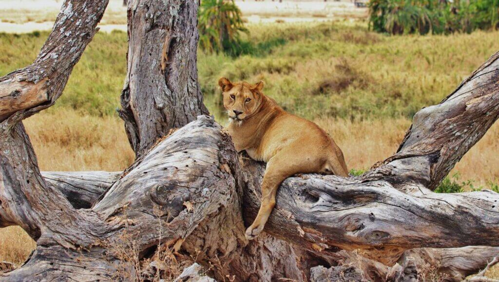 Lion in African Safari