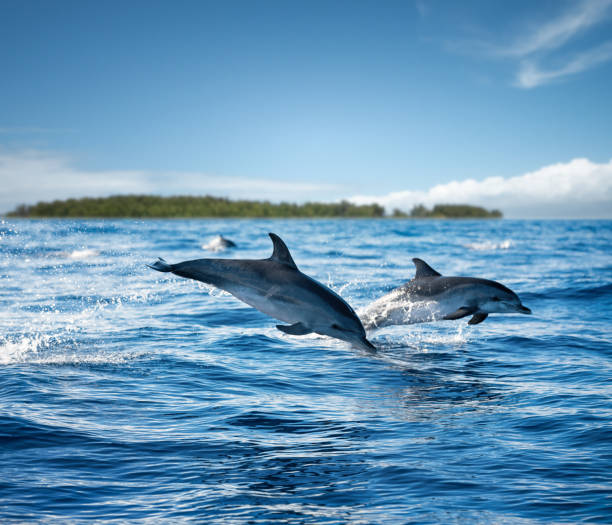 TOP Things To Do in Zanzibar - Dolphin Tours in Zanzibar